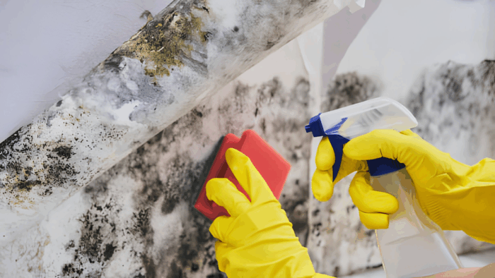 Blutfleck auf Teppich wird mit Schwamm behandelt